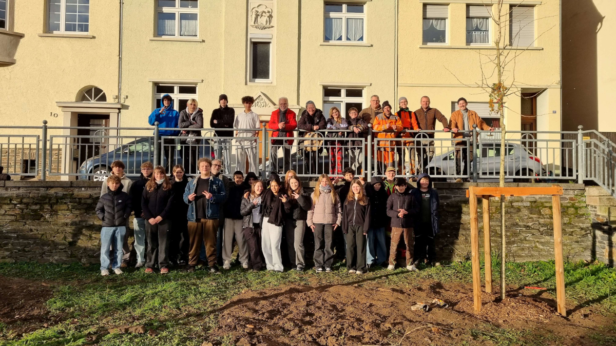 Baumhasel und Platane